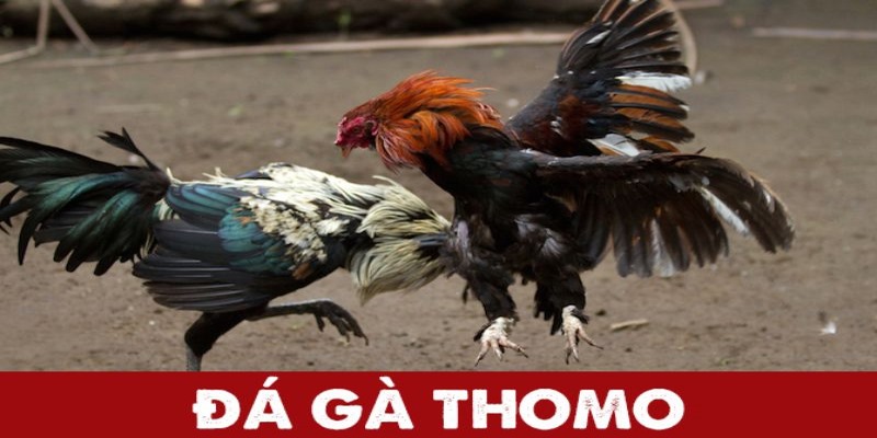 Đá gà Thomo tại Daga88