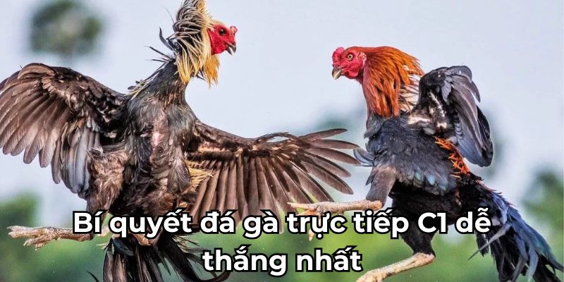 Bí quyết đá gà trực tiếp C1 dễ thắng nhất