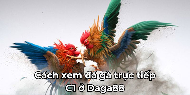 Cách xem đá gà trực tiếp C1 ở Daga88