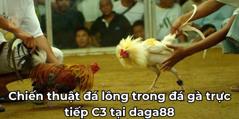 Chiến thuật đá lông trong đá gà trực tiếp C3 tại daga88