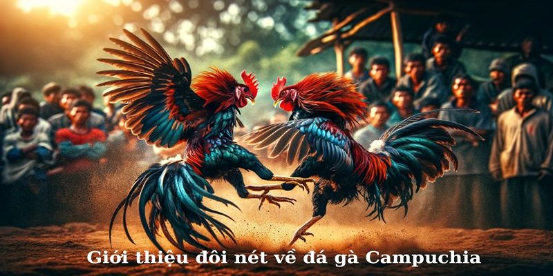 Hiểu rõ về đá gà Campuchia