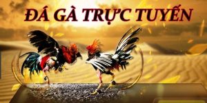 Đá gà tại Daga88