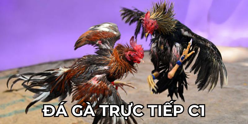 Đá gà trực tiếp c1 tại daga88