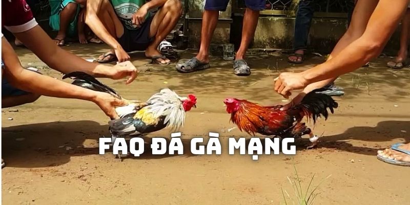 FAQ về đá gà mạng tại daga88