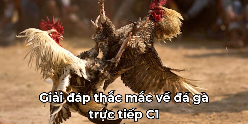 Giải đáp thắc mắc về đá gà trực tiếp C1