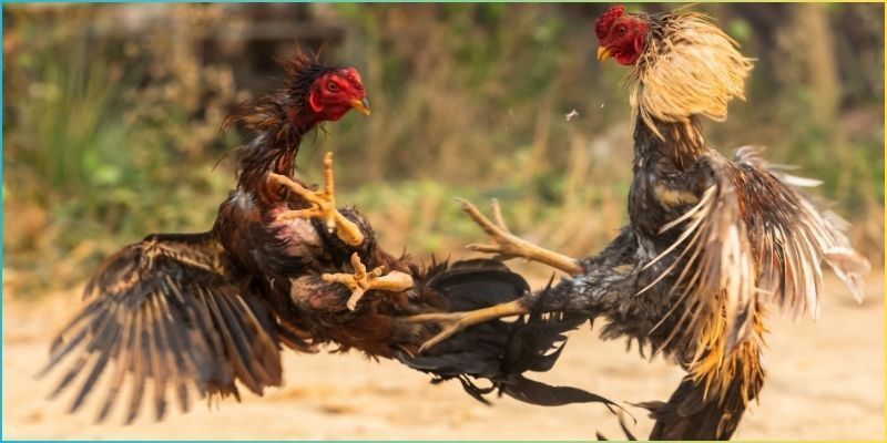 Thành viên tham gia đơn giản nhanh chóng