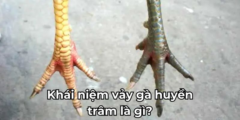 Khái niệm vảy gà huyền trâm là gì?