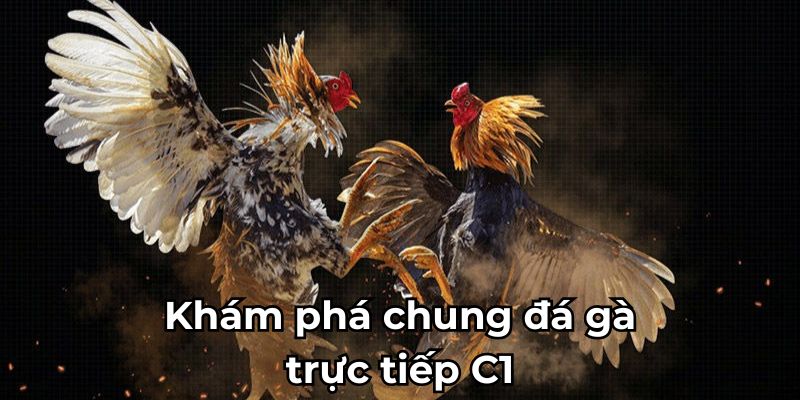 Khám phá chung đá gà trực tiếp C1