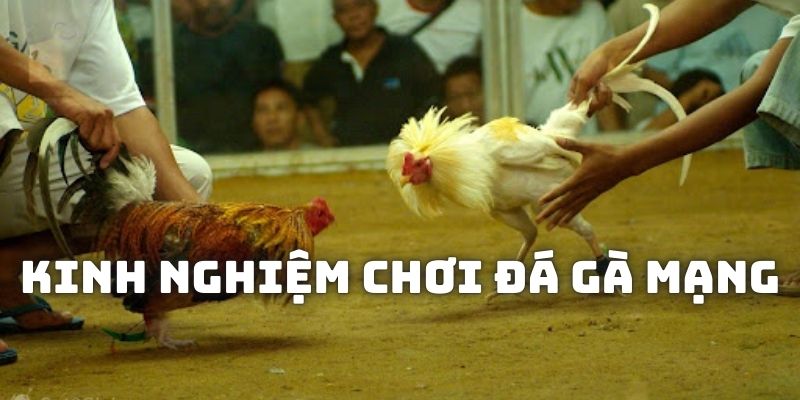 Kinh nghiệm giúp cược đá gà mạng tại daga88 hiệu quả