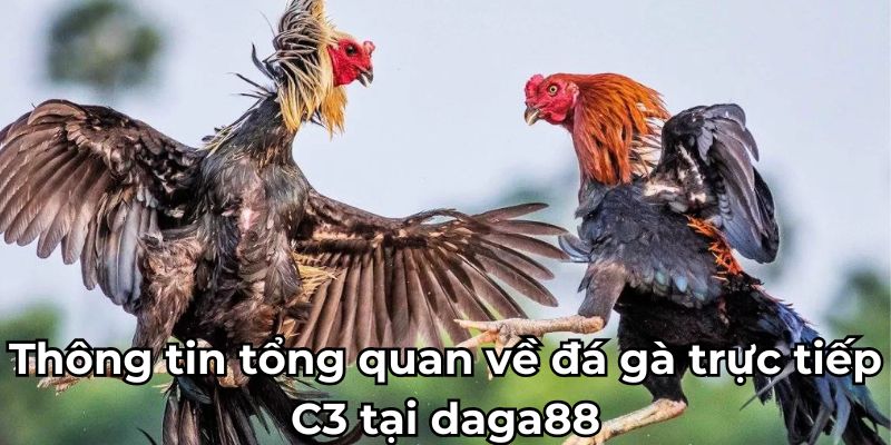 Thông tin tổng quan về đá gà trực tiếp C3 tại daga88