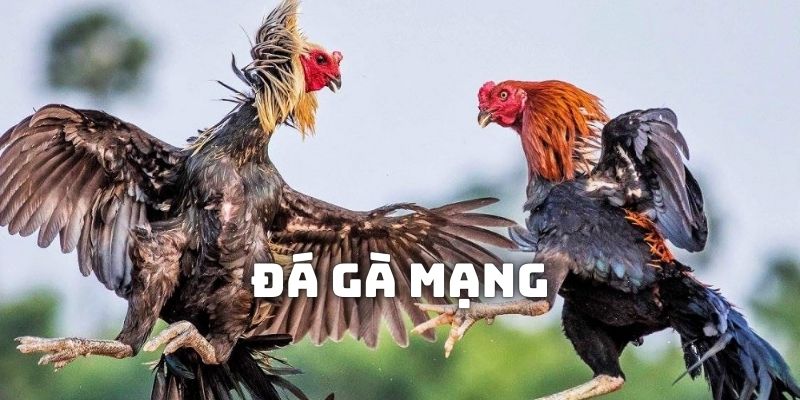 Đá gà mạng tại Daga88