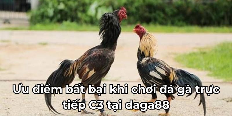 Ưu điểm bất bại khi chơi đá gà trực tiếp C3 tại daga88