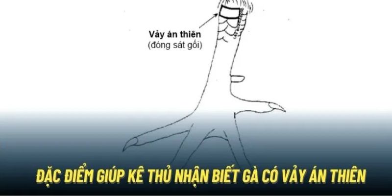 Cách để nhận biết gà có vảy án thiên