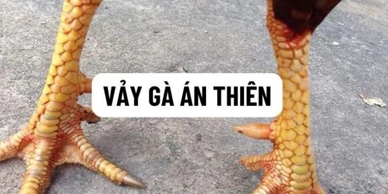 Cùng daga88 khám phá vảy án thiên là gì?