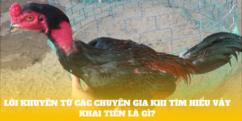 Lời khuyên từ các chuyên gia khi tìm hiểu vảy khai tiền là gì?