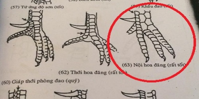 Giải đáp thắc mắc vảy nội hoa đăng là gì ở gà đá